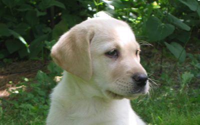 Realm Supports Guide Dogs for the Blind in 2019